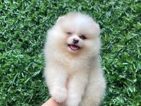 Irk Ve Sağlık Garantili Ayıcık Surat Pomeranian Boo Bebekler