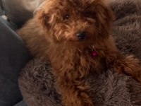 Beş aylık tuvalet eğitimi ve aşıları tam toy poodle