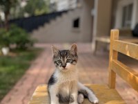 3 Aylık Ücretsiz Yavru Kedimiz