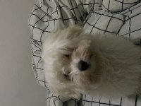 Maltese Terrier 4 aylık köpeğim