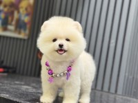 Show Kalite Pomeranian Boo Köpekler
