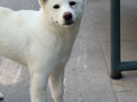 5 aylık Aşıları bitmiş orjinal japon akita yavrumuz