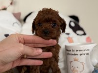 Muhteşem Poodle Bebekler