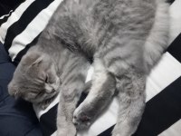 Scottish fold 7-8 aylık erkek kedimiz