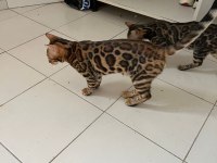 4 aylık 2 adet dişi desenleri çok güzel