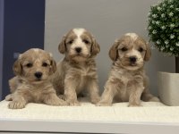 Maltipoo yavrularmız