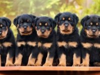 Rottweiler yavrular