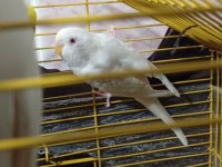 Dişi Erkek Muhabbet Kuşu Dişi Olan Albino