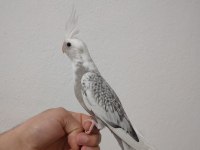 Erkek yavru sultan papağanlar