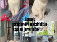 1 Anne 2 Yavrusu Kediler Ücretsiz Sahiplendirilecek