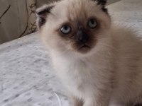 British shorthair yavrularımız