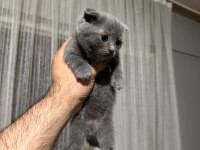 3 erkek scottish fold yavrum