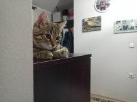 Fıstık Uysal Zeki Tekir Kedimiz