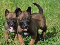 Belçika Malinois Yavrularımız Evinizin Neşesi Olacaktır