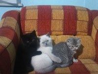 British shorthair 3 aylık dişi yavrular