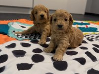 Minik Maltipoo Yavrularımız