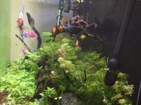 Canlı bitkili Full + Full akvaryumm