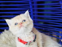 British shorthair krem rengi yavru