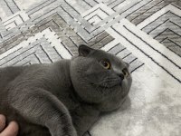 SCOTTİSH FOLD KEDİSİ 1 YAŞINDA