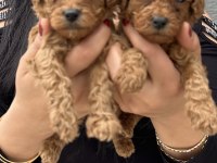 Ufacık sağlık ve ırk garantili toy poodle yavrularım