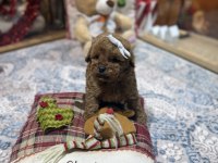 Yeni Gelen Oyuncak Poodle Yavrularımız