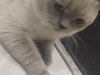1 Dişi ve 1 erkek British Shorthair