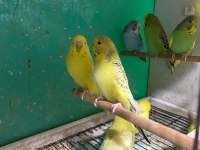 ERKUT PETTEN YAVRU JUMBO MUHABBET KUŞLARI