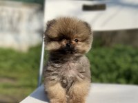 MİKRO TEA CUP MÜKEMMEL YAPIDA POMERANİAN BOO