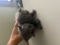 Scottish Fold Longhair