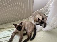 Anne Ve Oğul Siyam Kedileri