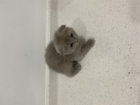 Dişi Scottish Fold Shorthair Lilac
