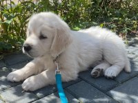 Golden retriever bebekler sağlık ve ırk garantili teslim