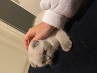 Yavrucuklarım 10 aylık kardeş scottish fold