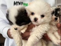 Pomeranian dişi ve erkek yavru