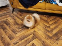 AVRUPADA BİLE DAHA İYİSİ YOK POMERANİAN