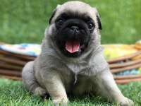 A kalite pug mops puppies eğitimli