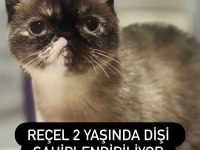 Exotic 2 Yaşında Kızımız Reçel
