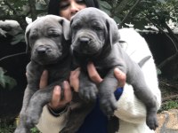 Blue Safkan Cane Corso Yavrularım