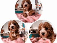 Maltipoo f2 f1 doğru Jenerasyon tüy dökmez Orjinal