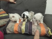 Sağlıklı exotic shorthair yavrularımız