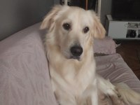 ERKEK 1 YAŞINDA GOLDEN RETRİEVER