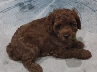 TOY POODLE GÜZELLİĞİ