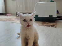 PRENSES VAN KEDİSİ