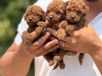 TEACUP KORE POODLE BEBEKLER AŞILI EĞİTİMLİ 