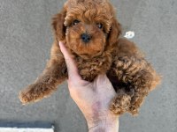SAĞLIK VE IRK GARANTİLİ KORE POODLE