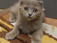 Yakışıklı scottish fold