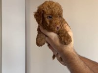 Son Erkek Minyatür Poodle Bebeğimiz