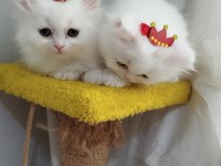 British Longhair Kedilerim