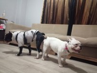 FRENCH BULLDOG ÇOCUKLARIMIZ ÖMÜRLÜK YUVA ARIYOR