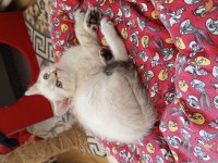 British Shorthair Ve British Golden Yavru Kediler